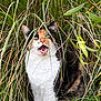 animal, bodypart, canine, cat, field, grass, grassland, herbs, kitten, lawn, manx, mouth, nature, outdoors, person, pet, plant, reed, tongue, vegetation