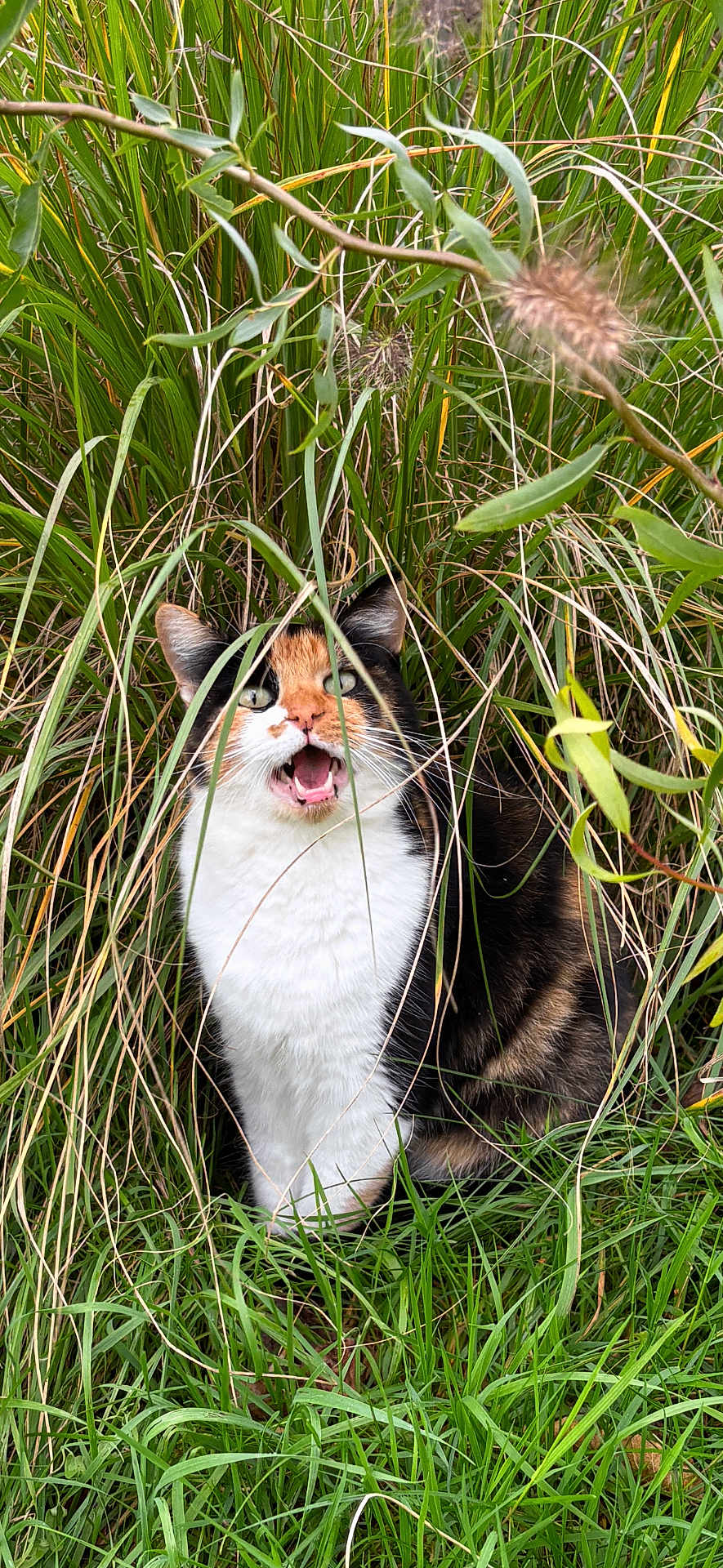 Graff a rejoint le concours — aidez-le/la à gagner de superbes lots ! animal, bodypart, canine, cat, field, grass, grassland, herbs, kitten, lawn, manx, mouth, nature, outdoors, person, pet, plant, reed, tongue, vegetation