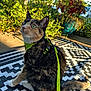 cat, tortoiseshell, outdoor, harness, leash, greenery, plants, sunlight, patterned_rug, pet, animal, fur, whiskers, sitting, alert, nature, daylight, ears, tail, domestic