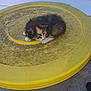 kitten, cat, animal, pet, yellow, trash_can, outdoor, concrete, small, fur, cute, sleeping, curled_up, feline, young, domestic_animal, isolated, resting, lonely, soft