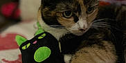 Willow is registered to the contest to win money with this photo: cat, calico, plush_toy, blanket, indoor, pet, feline, snuggling, patterned, soft, closeup, cute, animal, relaxed, resting, toy, companion, cozy, orange, black