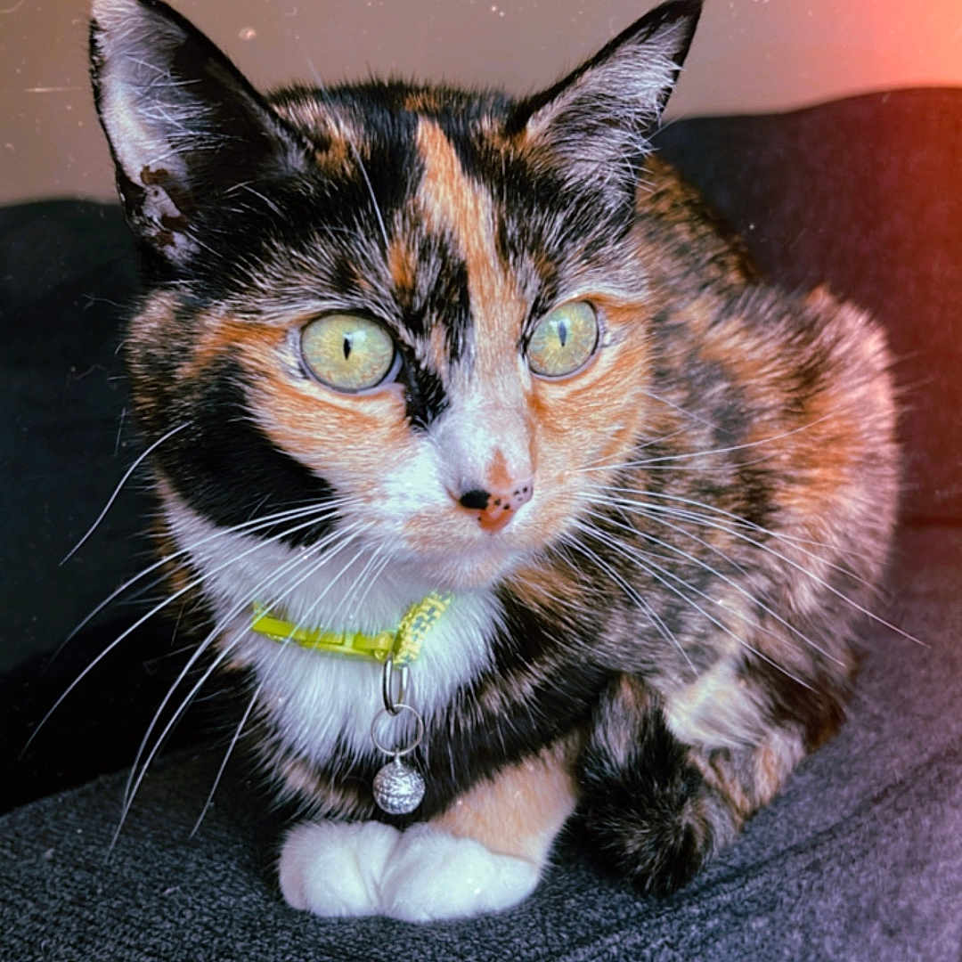 Willow joined the competition — help win amazing prizes! animal, calico, cat, closeup, collar, curious, domestic, ears, fabric, feline, fur, green_eyes, indoor, nose, paws, pet, portrait, sitting, texture, whiskers