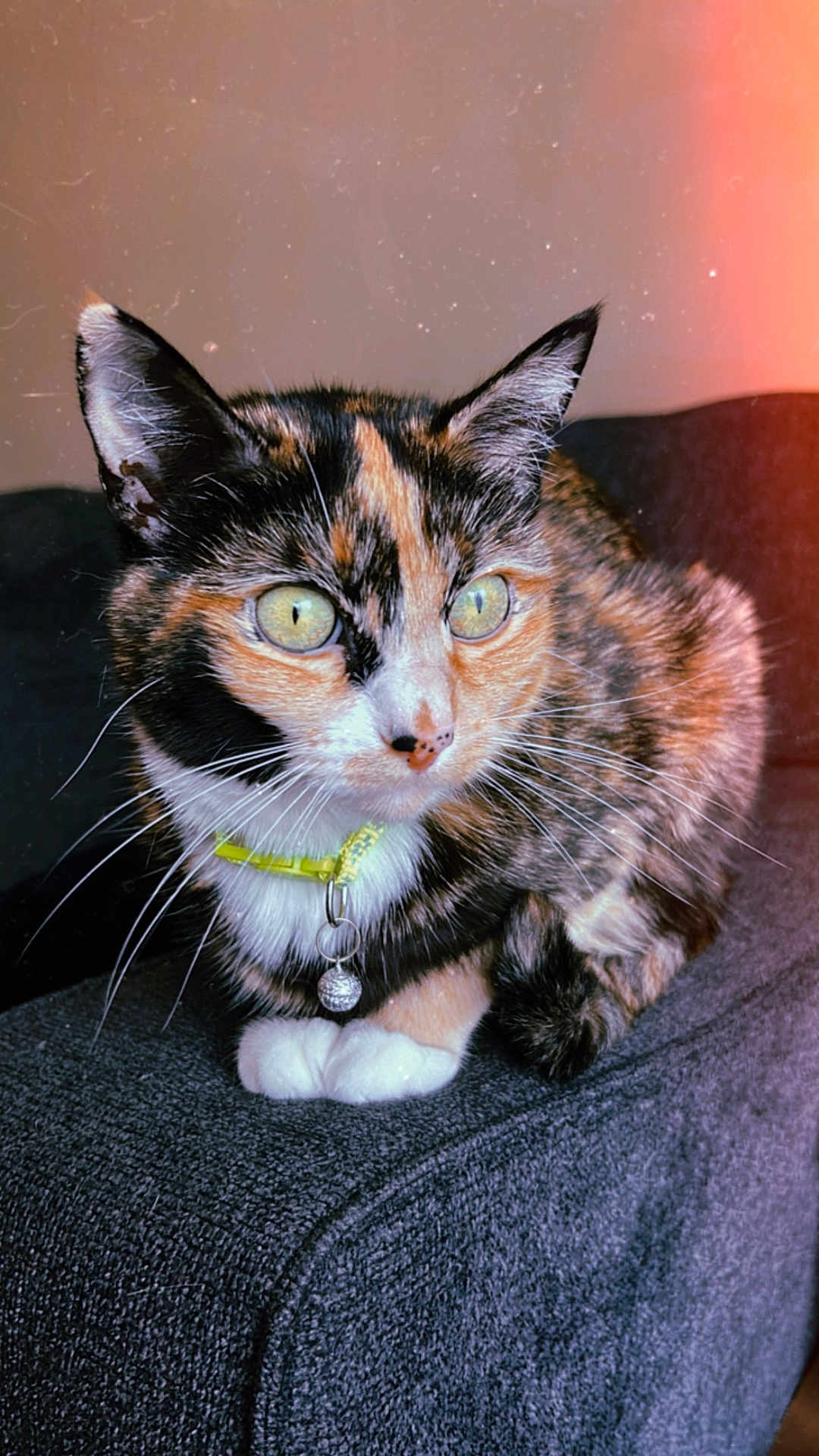 Willow