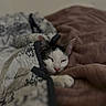cat, sleeping, blanket, quilt, cozy, resting, indoor, pet, feline, fur, whiskers, ears, pink_nose, closeup, comfort, relaxation, bed, warm, domestic_animal, cute