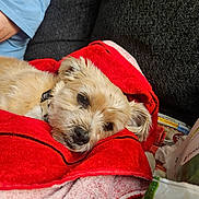 Charlie joined the competition — help win amazing prizes! dog, blanket, red, resting, couch, fur, pet, cozy, relaxed, indoor, person, arm, blue_shirt, snack, paper, fabric, comfort, sleepy, small_dog, domestic