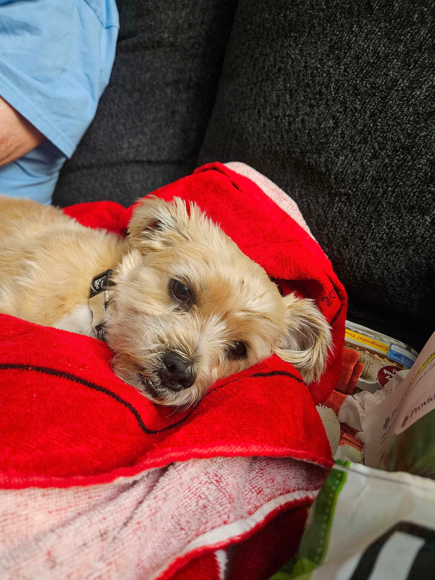 Charlie joined the competition — help win amazing prizes! dog, blanket, red, resting, couch, fur, pet, cozy, relaxed, indoor, person, arm, blue_shirt, snack, paper, fabric, comfort, sleepy, small_dog, domestic