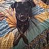 dog, black_dog, bed, quilt, patchwork, crossed_paws, indoor, pet, collar, chain_collar, tags, looking_at_camera, fur, ears, eyes, resting, cozy, home, animal, canine