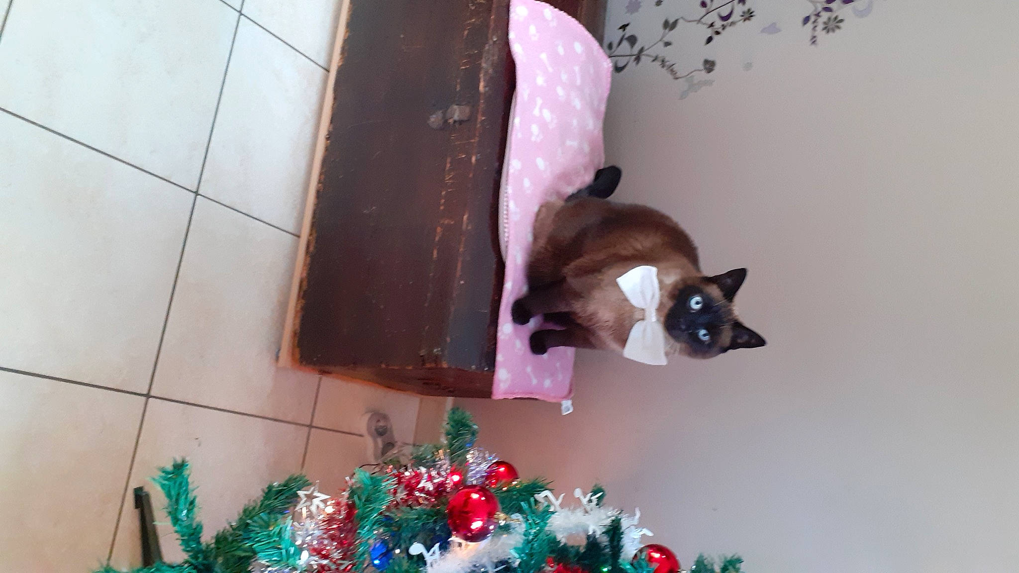 Papaye a rejoint le concours — aidez-le/la à gagner de superbes lots ! carmine, carnivore, cat, christmas_decoration, christmas_ornament, event, fawn, felidae, green, holiday_ornament, ornament, purple, room, small_to_medium_sized_cats, table, tail, textile, whiskers, window, wood