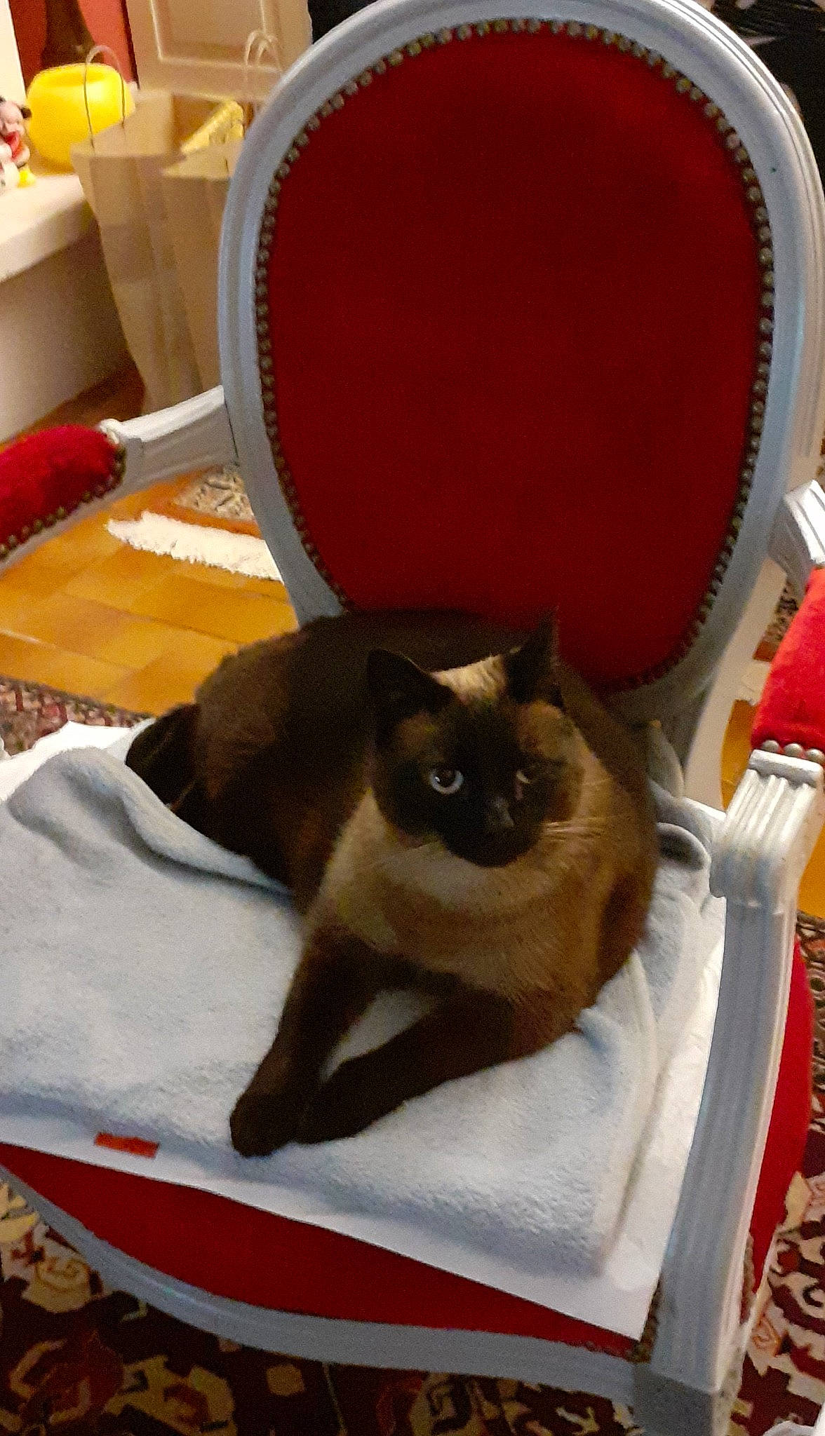 Papaye participe au concours pour gagner de l'argent avec cette photo : balinese, birman, carnivore, cat, cat_supply, chair, comfort, drum, fawn, felidae, flowerpot, fur, pet_supply, room, siamese, small_to_medium_sized_cats, tail, thai, whiskers, window