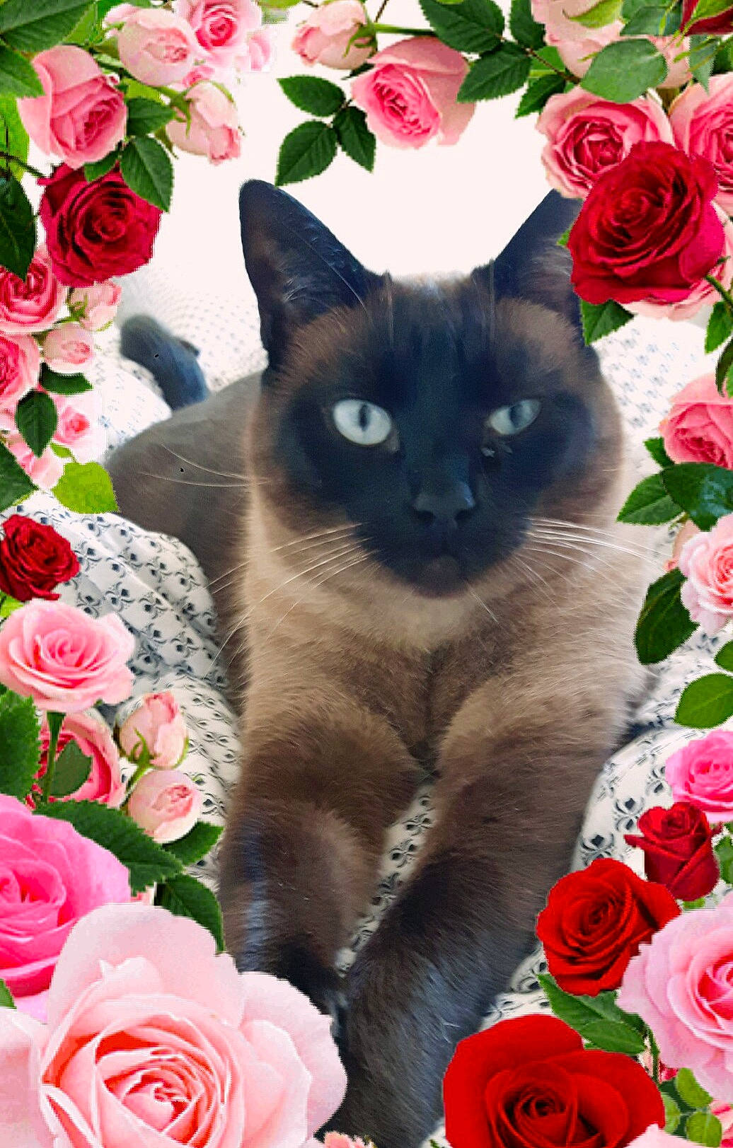 Papaye participe au concours pour gagner de l'argent avec cette photo : beauty, botany, carnivore, cat, creative_arts, fawn, felidae, flower, flowering_plant, grass, groundcover, iris, petal, pink, plant, red, siamese, small_to_medium_sized_cats, snout, whiskers