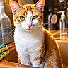 cat, orange_cat, white_cat, tabby, pet, animal, feline, portrait, close_up, sitting, green_eyes, whiskers, ears, fur, kitchen, sink, faucet, countertop, soap_dispenser, sponge