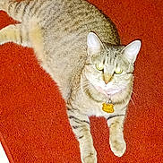 Bella joined the competition — help win amazing prizes! animal, carpet, cat, collar, cute, domestic_animal, eyes, feline, floor, fur, indoor, lying_down, mammal, pet, red_carpet, resting, striped, tabby_cat, tag, whiskers