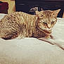 cat, tabby_cat, pet, indoor, blanket, fur, animal, resting, cute, mammal, whiskers, ears, tail, eyes, feline, cozy, soft, domestic_animal, relaxed, bedroom