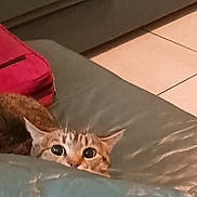Bella is registered to the contest to win money with this photo: cat, tabby_cat, peeking, couch, leather, living_room, red_bag, clothing, tile_floor, indoor, furniture, curious, wide_eyes, pet, animal, home, cozy, relaxing, feline, domestic_animal