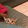 cat, tabby_cat, peeking, couch, leather, living_room, red_bag, clothing, tile_floor, indoor, furniture, curious, wide_eyes, pet, animal, home, cozy, relaxing, feline, domestic_animal