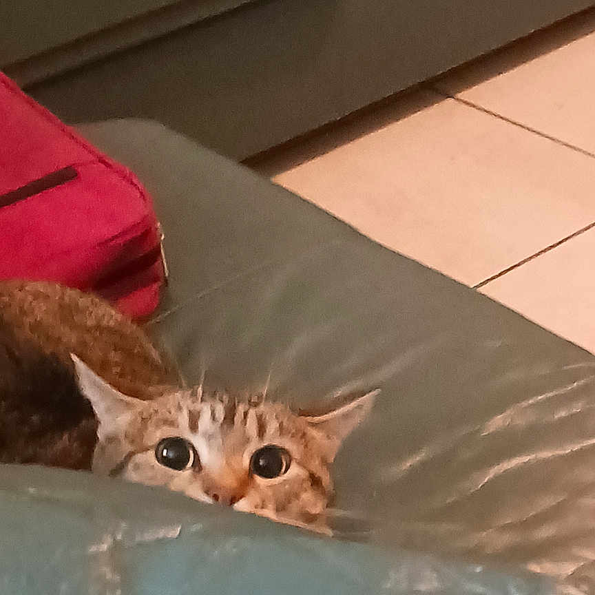 Bella is registered to the contest to win money with this photo: animal, cat, clothing, couch, cozy, curious, domestic_animal, feline, furniture, home, indoor, leather, living_room, peeking, pet, red_bag, relaxing, tabby_cat, tile_floor, wide_eyes