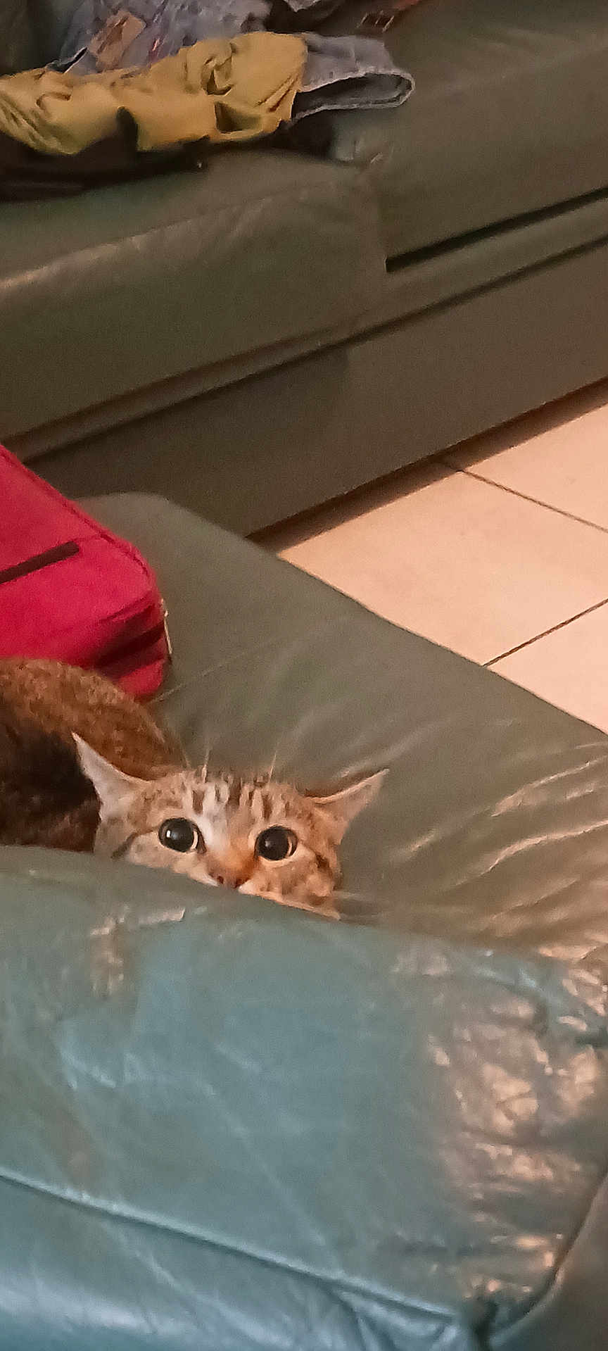 Bella