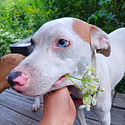Glacier Blue is registered to the contest to win money with this photo: dog, white_dog, blue_eyes, flowers, hand, outdoor, garden, greenery, wooden_deck, pet, animal, close_up, nature, canine, brown_patch, snout, portrait, friendly, gentle, summer