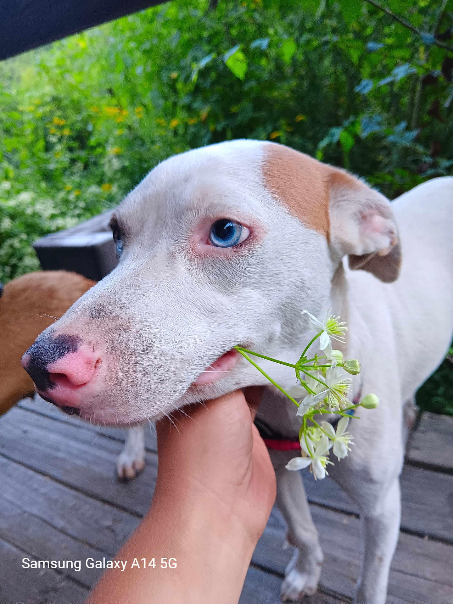 Glacier Blue is registered to the contest to win money with this photo: dog, white_dog, blue_eyes, flowers, hand, outdoor, garden, greenery, wooden_deck, pet, animal, close_up, nature, canine, brown_patch, snout, portrait, friendly, gentle, summer