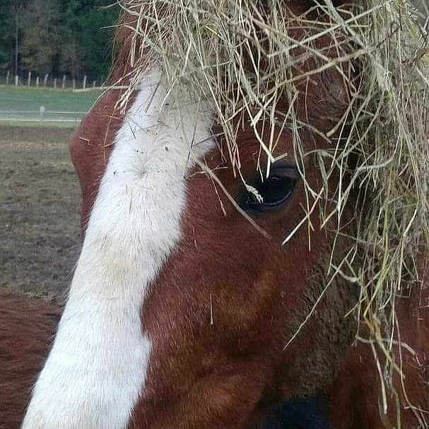 Mimi