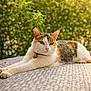 animal, calico_cat, cat, closeup, collar, domestic_cat, ears, eyes, feline, garden, greenery, nature, outdoor, pet, portrait, relaxed, stretching, sunlight, whiskers, woven_surface