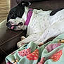 animal, blanket, boxer, bulldog, canine, couch, cushion, dog, frenchbulldog, furniture, homedecor, hound, machine, person, pet, pitbull, pointer, puppy, sleeping, wheel