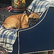 Puma is registered to the contest to win money with this photo: dog, french_bulldog, sleeping, armchair, plaid_blanket, indoor, vase, fireplace, decor, floor_rug, cozy, pet, resting, furniture, brown_dog, blue_chair, blanket, home, relaxing, napping