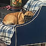 dog, french_bulldog, sleeping, armchair, plaid_blanket, indoor, vase, fireplace, decor, floor_rug, cozy, pet, resting, furniture, brown_dog, blue_chair, blanket, home, relaxing, napping