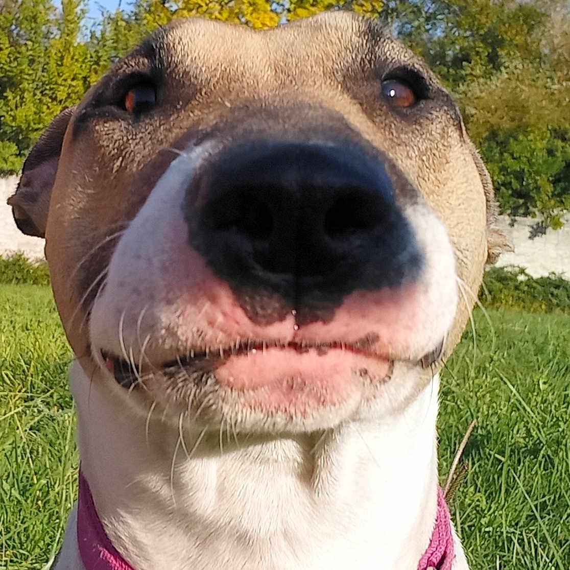 Aspi participe au concours pour gagner de l'argent avec cette photo : animal, background, canine, close_up, collar, cute, daytime, dog, ears, funny_expression, grass, greenery, muzzle, nature, nose, outdoor, pet, portrait, sunlight, tree