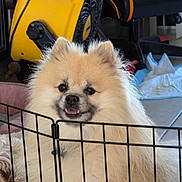 Bandit is registered to the contest to win money with this photo: animal, background, canine, chair, close_up, cute, dog, domestic, floor, fluffy, furniture, gate, happy, household, indoor, metal_gate, pet, pomeranian, smiling, yellow_machine
