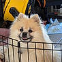 animal, background, canine, chair, close_up, cute, dog, domestic, floor, fluffy, furniture, gate, happy, household, indoor, metal_gate, pet, pomeranian, smiling, yellow_machine