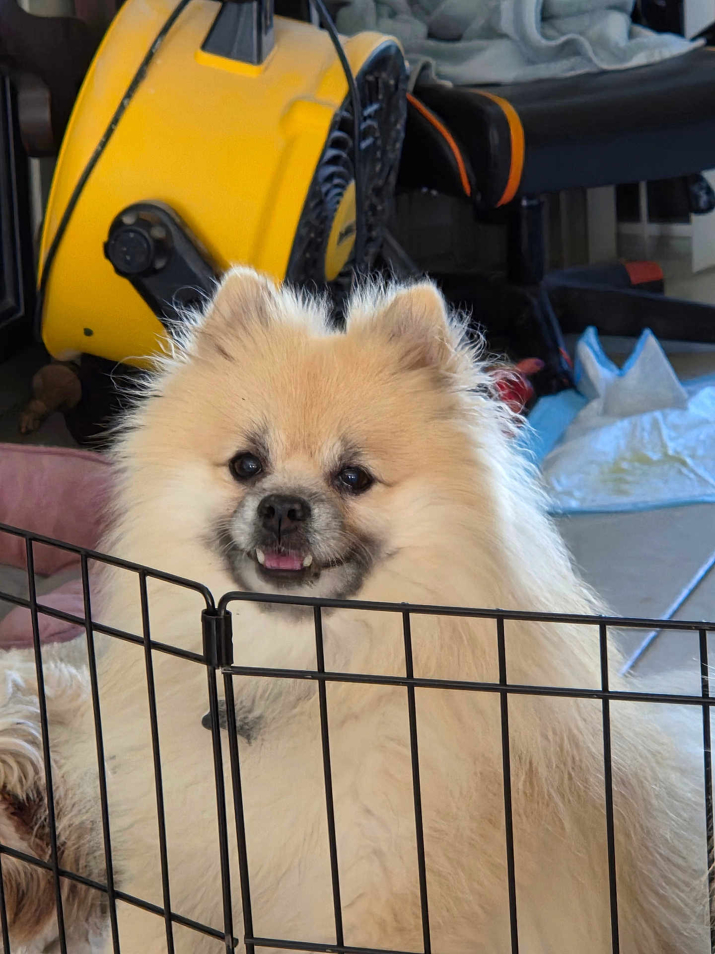 Bandit