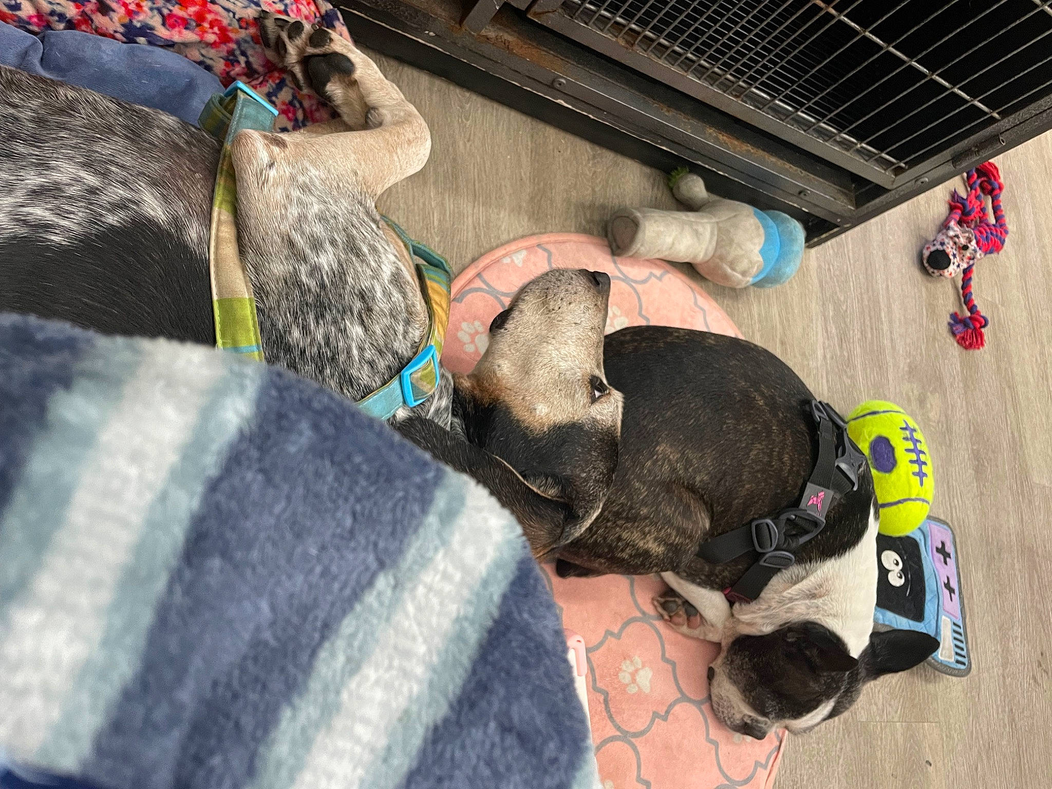 Sticks Stella is registered to the contest to win money with this photo: canidae, carnivore, collar, comfort, companion_dog, dog, dog_breed, dog_supply, fawn, fur, leash, pet_supply, snout, sporting_group, working_animal