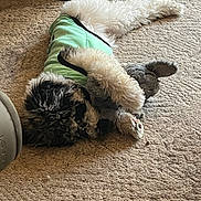 Sadie is registered to the contest to win money with this photo: animal, canine, cockerspaniel, couch, cushion, dog, furniture, hardwood, homedecor, hound, indoors, person, pet, poodle, puppy, sleeping, sphere, terrier, whitedog, wood