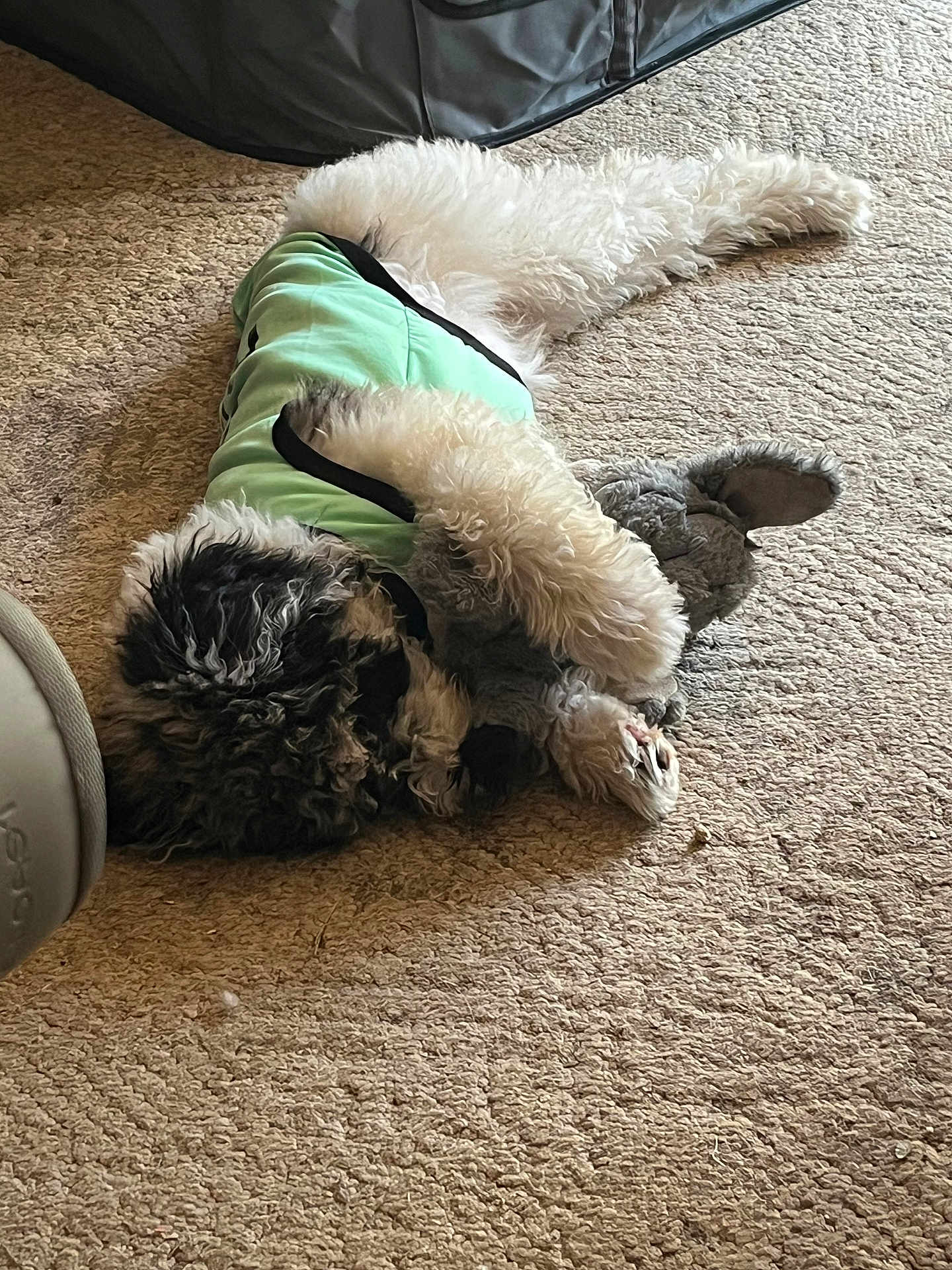 Sadie is registered to the contest to win money with this photo: animal, canine, cockerspaniel, couch, cushion, dog, furniture, hardwood, homedecor, hound, indoors, person, pet, poodle, puppy, sleeping, sphere, terrier, whitedog, wood