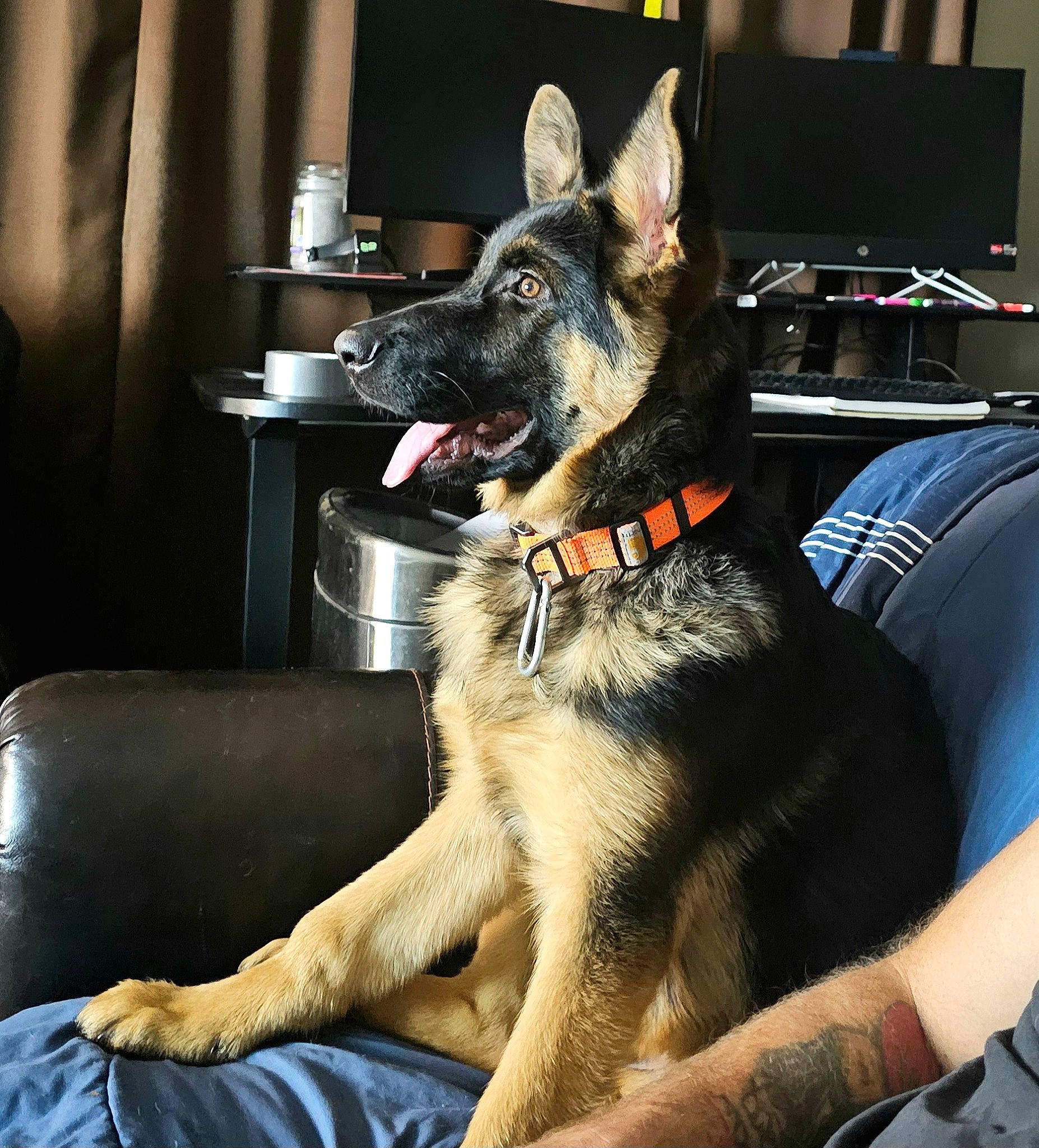 Ruger Lee is registered to the contest to win money with this photo: boat, canidae, carnivore, collar, comfort, companion_dog, curtain, dog, dog_breed, east_european_shepherd, fur, german_shepherd_dog, guard_dog, herding_dog, king_shepherd, old_german_shepherd_dog, sitting, snout, sporting_group, working_dog