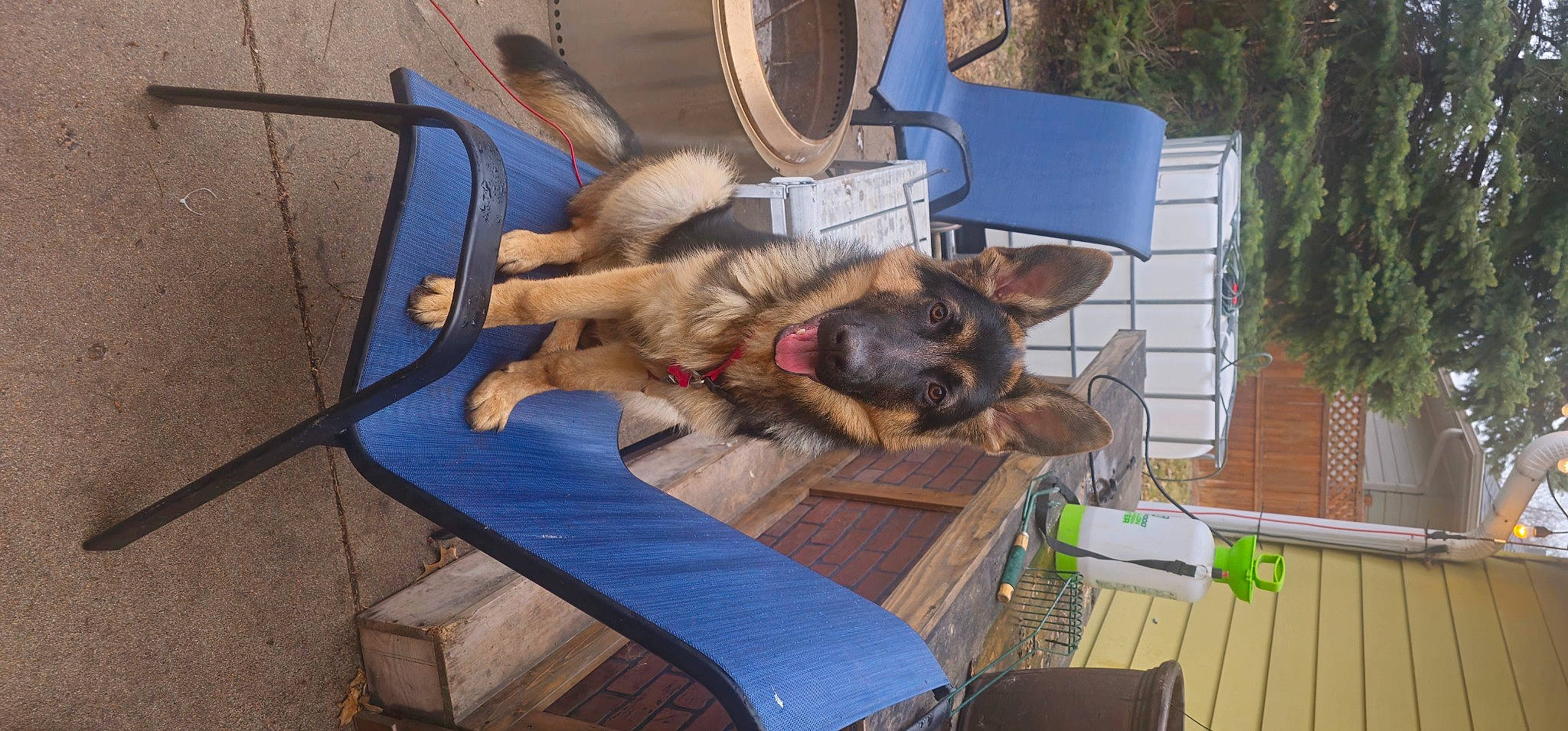Ruger Lee is registered to the contest to win money with this photo: canidae, carnivore, chair, companion_dog, dog, dog_breed, dog_supply, fawn, fur, german_shepherd_dog, king_shepherd, old_german_shepherd_dog, plant, sporting_group, working_animal, working_dog