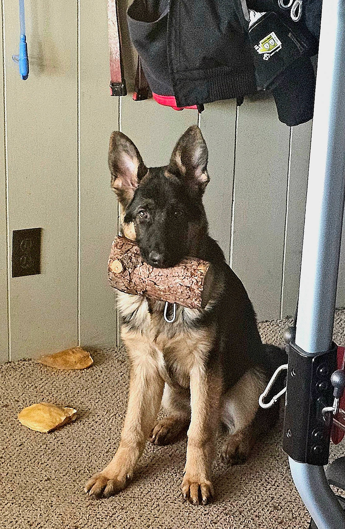 Ruger Lee is registered to the contest to win money with this photo: bag, canidae, carnivore, collar, companion_dog, dog, dog_breed, dog_collar, east_european_shepherd, fawn, fur, grey, luggage_and_bags, non_sporting_group, paw, snout, sporting_group, whiskers, working_animal, working_dog