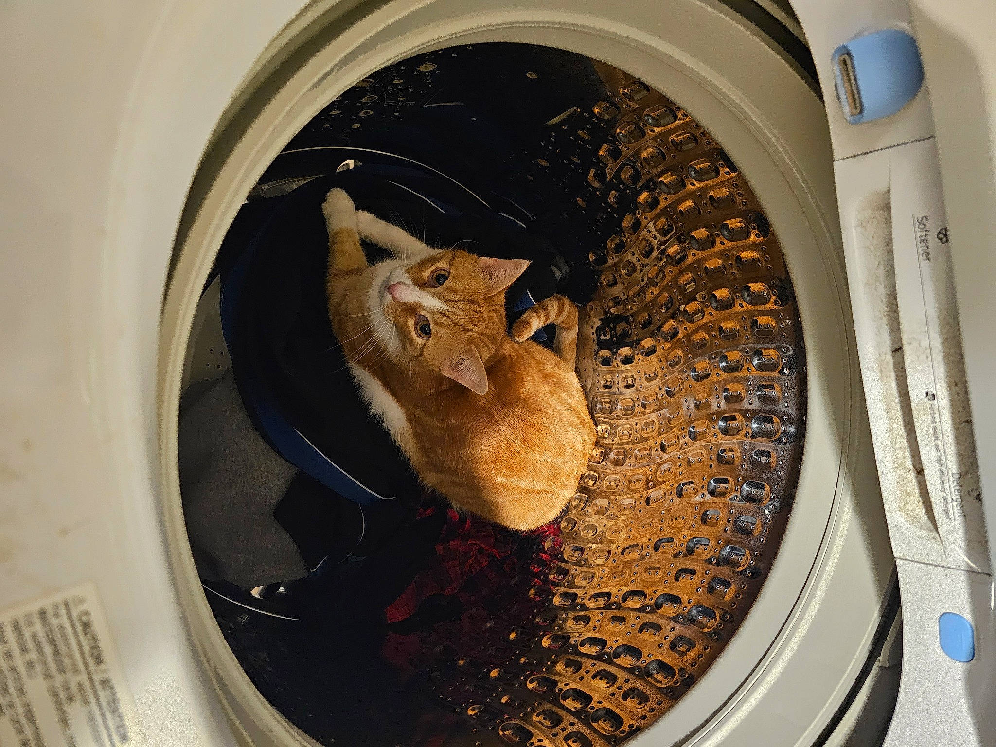 Fat Daddy is registered to the contest to win money with this photo: art, cat, circle, clothes_dryer, domestic_short_haired_cat, felidae, fur, gas, laundry_room, machine, major_appliance, metal, plumbing, rodent, small_to_medium_sized_cats, snout, space, washing_machine, whiskers, wood