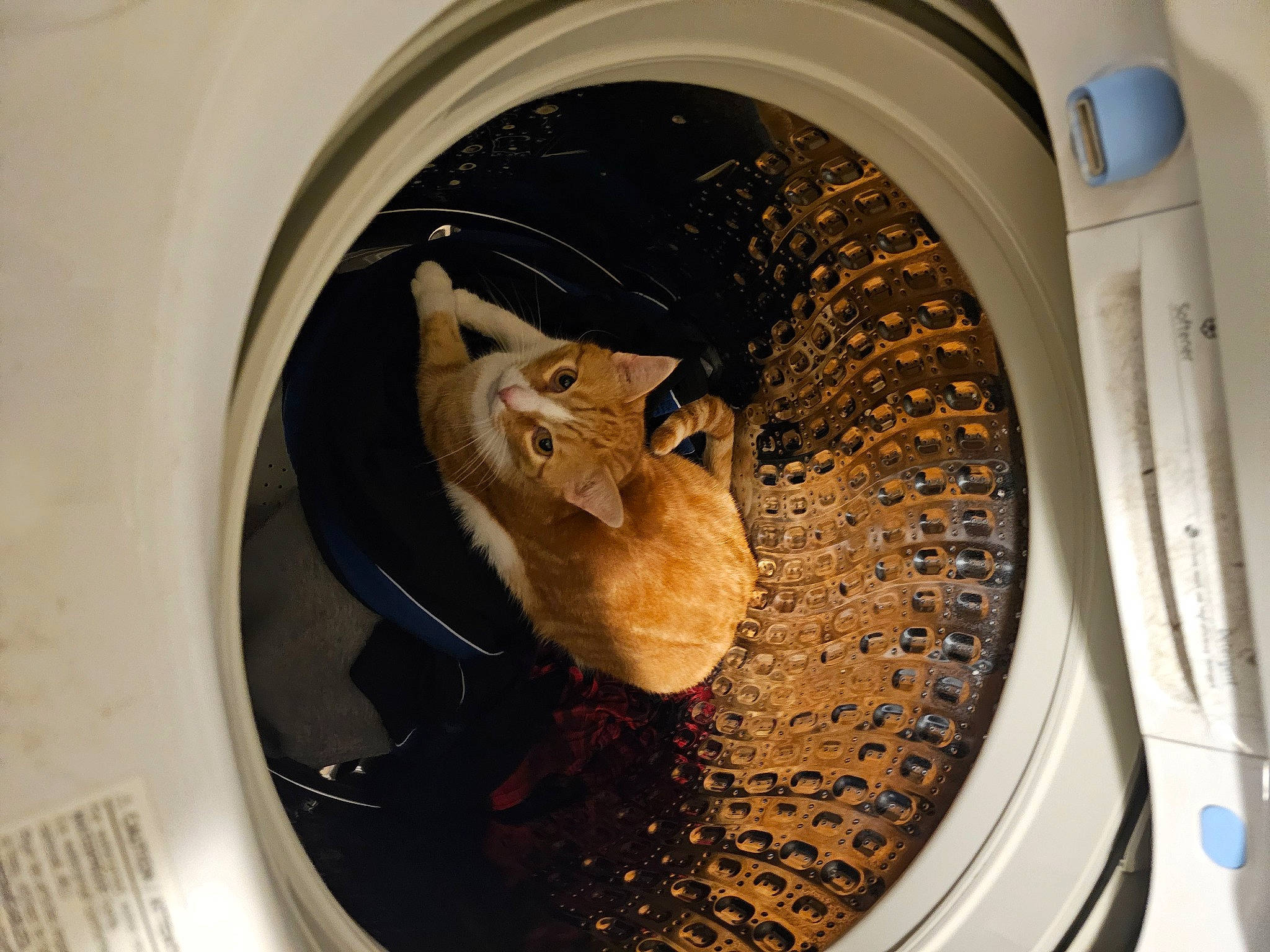 Fat Daddy joined the competition — help win amazing prizes! art, cat, circle, clothes_dryer, door, felidae, gas, laundry, laundry_room, machine, major_appliance, metal, porthole, room, snout, toy, washing_machine, waste_container, whiskers, wood