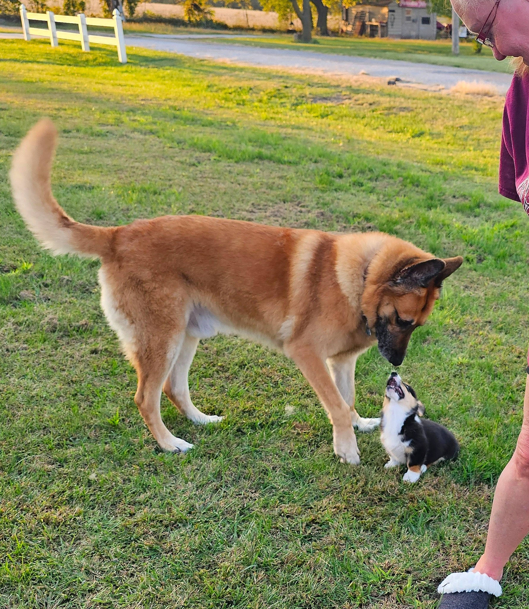 Walter Eugene is registered to the contest to win money with this photo: ancient_dog_breeds, animal_sports, animal_training, canidae, carnivore, collar, companion_dog, dog, dog_breed, dog_sports, fawn, grass, leash, mammal, pet_supply, recreation, sporting_group, tail, working_animal, working_dog