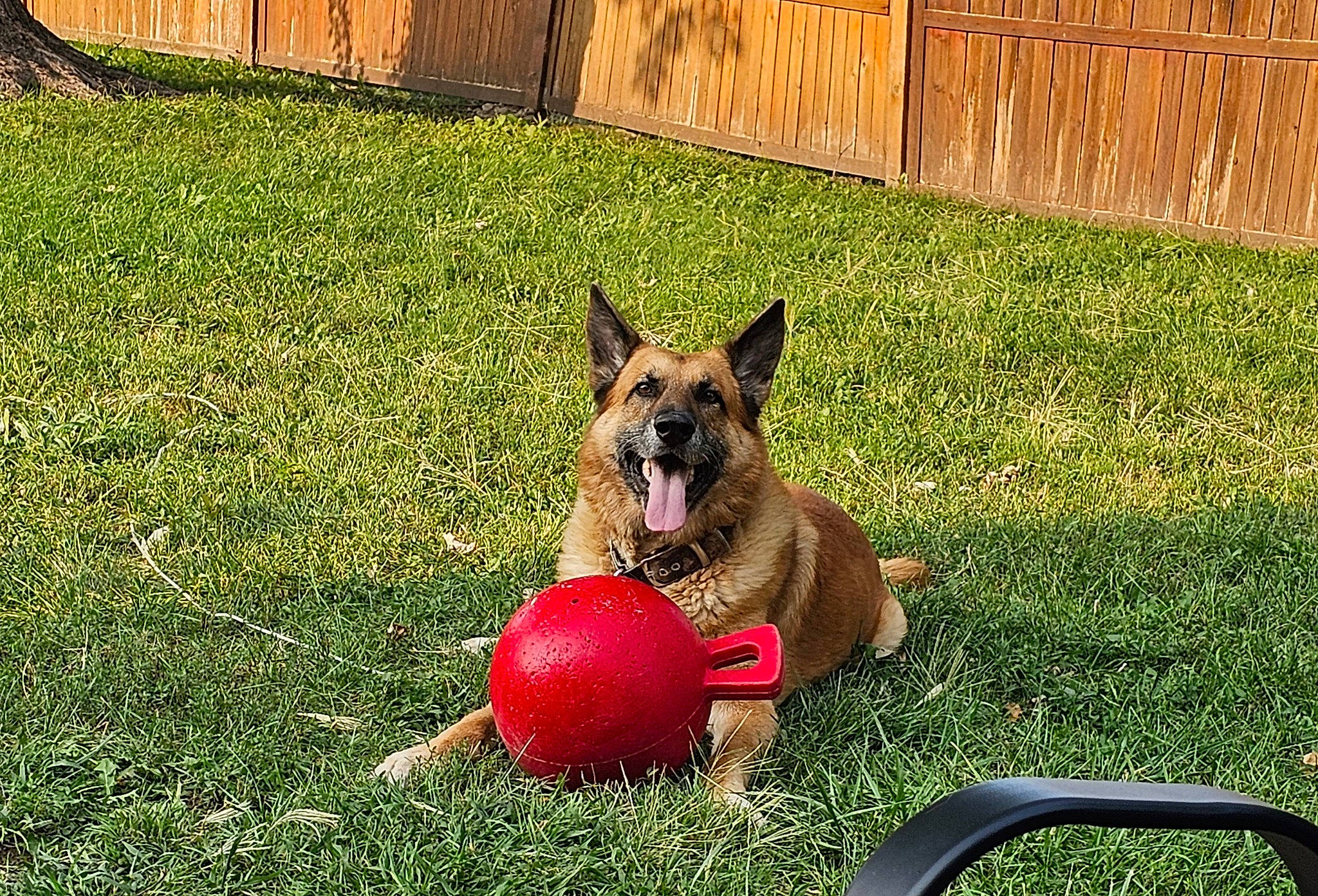 Walter Eugene joined the competition — help win amazing prizes! ball, canidae, carnivore, companion_dog, dog, dog_breed, dog_supply, fawn, fence, grass, groundcover, herding_dog, king_shepherd, lawn, old_german_shepherd_dog, plant, recreation, snout, sporting_group, yard