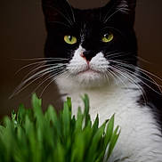 Marley a rejoint le concours — aidez-le/la à gagner de superbes lots ! cat, tuxedo_cat, green_eyes, whiskers, grass, close_up, portrait, pet, animal, feline, black_and_white, fur, nature, indoor, sharp_focus, background_blur, plant, curious, cute, domestic_cat