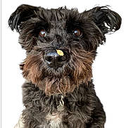 Molli is registered to the contest to win money with this photo: dog, black_dog, curly_fur, close_up, pet, animal, leaf_on_nose, cute, portrait, fluffy, whiskers, brown_eyes, collar, furry, domestic_animal, looking_up, isolated, adorable, face, snout