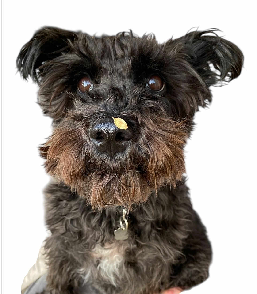 Molli is registered to the contest to win money with this photo: dog, black_dog, curly_fur, close_up, pet, animal, leaf_on_nose, cute, portrait, fluffy, whiskers, brown_eyes, collar, furry, domestic_animal, looking_up, isolated, adorable, face, snout