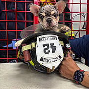 Cookie is registered to the contest to win money with this photo: animal, black_and_white, closeup, cute, dog, ears, equipment, face, firefighter_helmet, hand, helmet, holding, indoor, person, pet, puppy, red_grid, smartwatch, table, watch