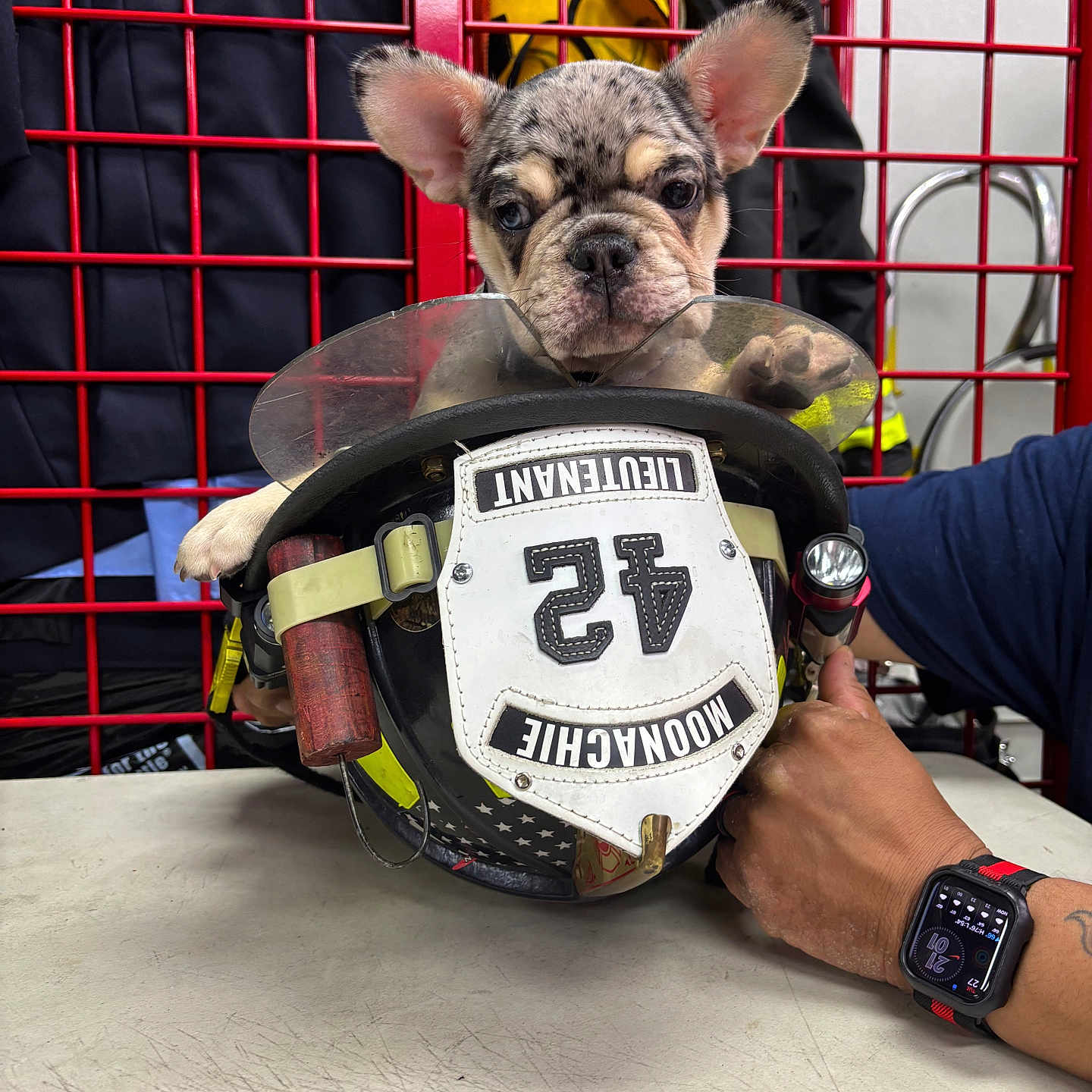 Cookie is registered to the contest to win money with this photo: animal, black_and_white, closeup, cute, dog, ears, equipment, face, firefighter_helmet, hand, helmet, holding, indoor, person, pet, puppy, red_grid, smartwatch, table, watch