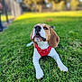 dog, beagle, puppy, grass, red_harness, outdoor, pet, canine, animal, cute, lying_down, greenery, nature, summer, young_dog, ears, snout, playful, adorable, park