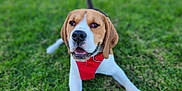 Shadow is registered to the contest to win money with this photo: dog, beagle, canine, pet, grass, outdoor, animal, harness, red, lying_down, happy, tongue_out, ears, snout, muzzle, four_legs, nature, summer, playful, friendly