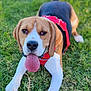 Shadow is registered to the contest to win money with this photo: dog, beagle, grass, red_harness, tongue_out, pet, animal, canine, outdoor, playful, cute, mammal, friendly, lying_down, ears, snout, fur, collar, tail, daylight